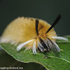 Banded tussock moth caterpillars