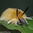 Banded tussock moth caterpillars