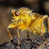 Golden Dung Fly, (male).