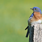 Eastern Bluebird