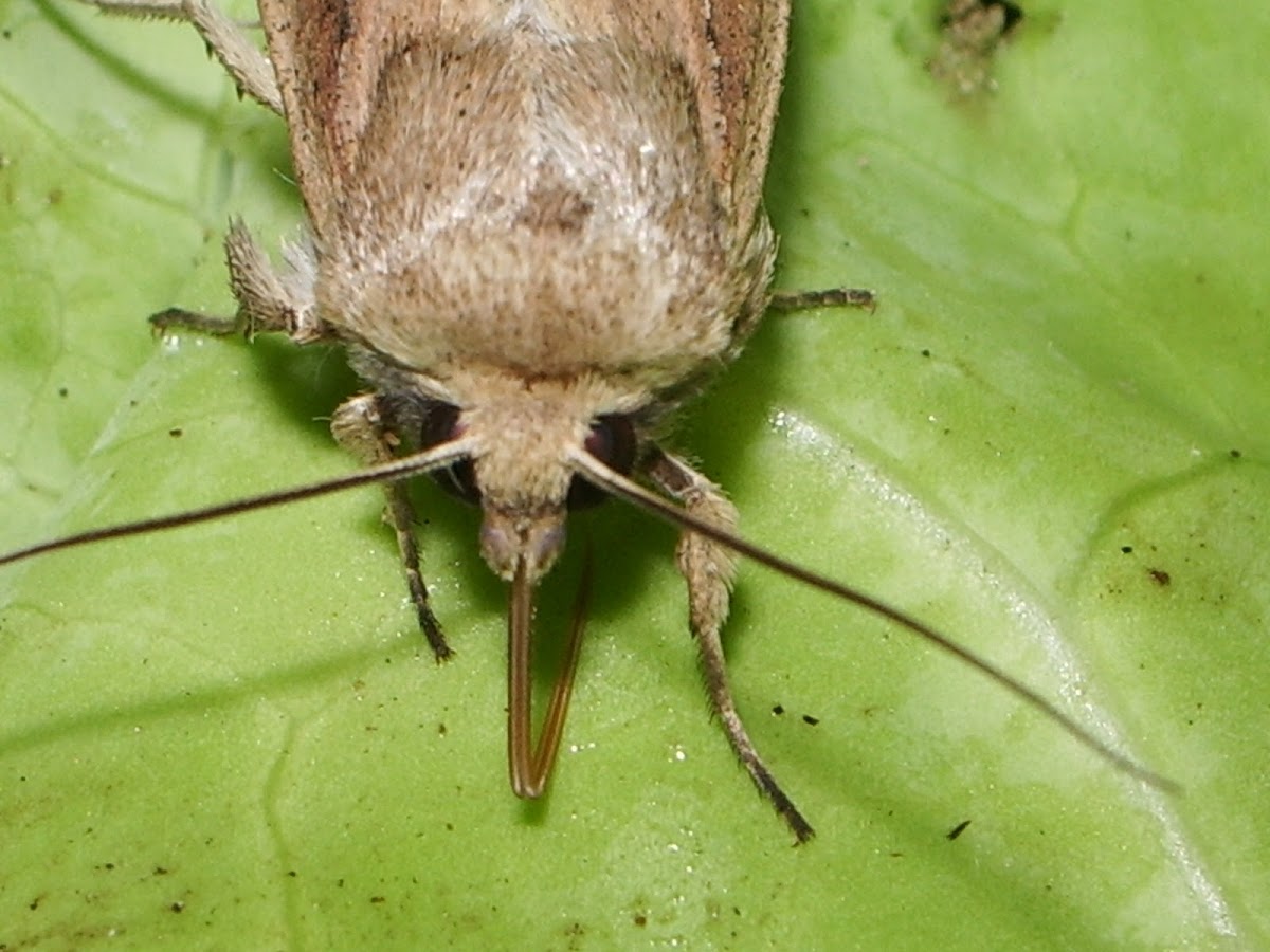 White-speck Moth