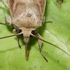 White-speck Moth