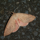 Pink Arhodia -♀