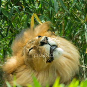 shaking it up by Cheryl Waring - Animals Lions, Tigers & Big Cats