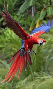 How to mod Parrot HD LWP Full 1.0 unlimited apk for bluestacks
