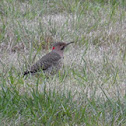 Yellow-Shafted Flicker