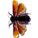 SpaceBugs logo