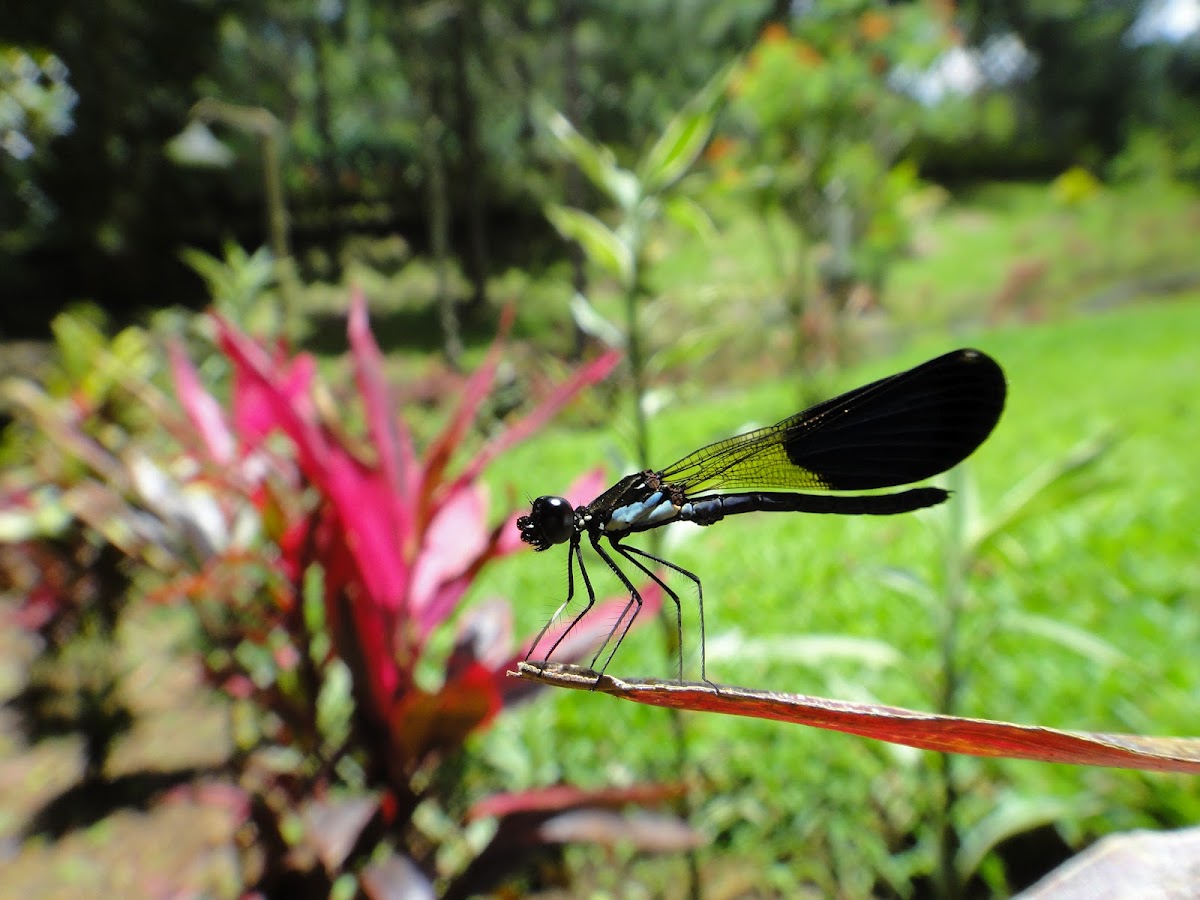 Damselfly