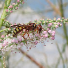 Weevil wasp