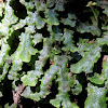 Common liverwort