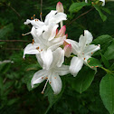 Rhododendron