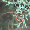 Cream spotted Ichneumon Wasp