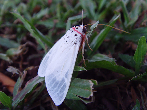 Walker's Frother | Project Noah