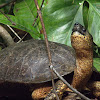 black wood turtle