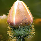 Water Lily (bud)