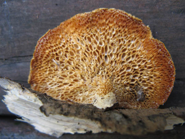 Favolus alveolaris polypore mushroom