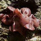 Ear fungi