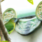 Orange-bellied Leafbird (Female) (橙腹葉鵯)