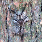Tephra tussock moth