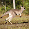 Eastern Grey Kangaroo joey