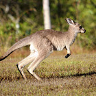 Eastern Grey Kangaroo joey