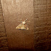 Baltimore Bamolocha Moth