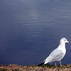 Ring billed Gull(2nd prealternate molt)