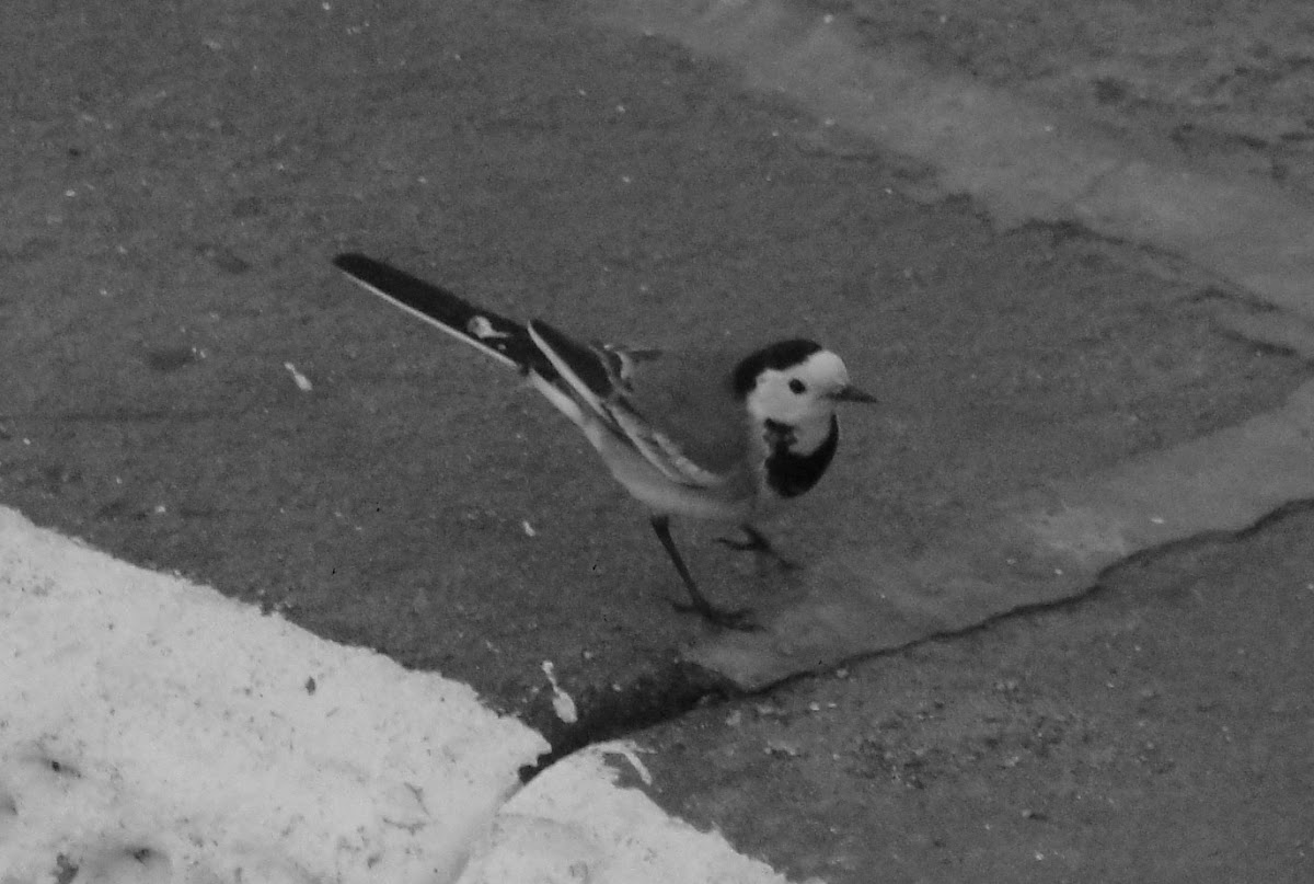 White Wagtail (couple)