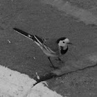 White Wagtail (couple)