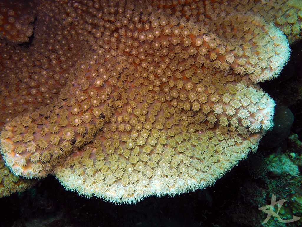 Disc Coral