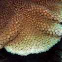 Disc Coral