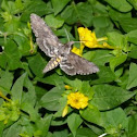 Hummingbird moth