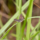 Varied Dusky-blue Butterfly
