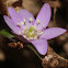 Sharp-lobed Hepatica