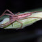 Slender Crab Spider