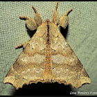 Angel Moth