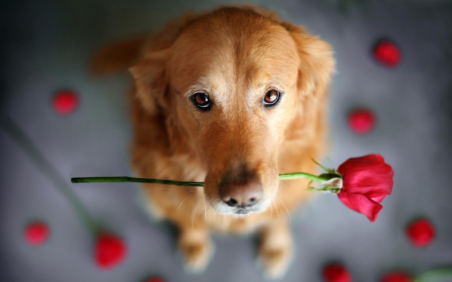 Lovely Dog Wallpaper HD Apl Android Di Google Play