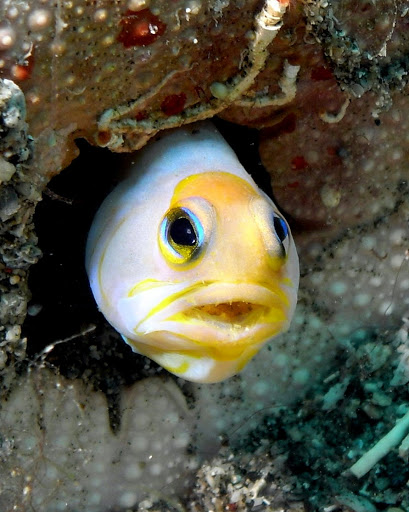 A shy fish peeks out from coral in the reef at St. Vincent and the Grenadines. 