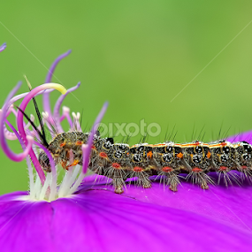 by Dwi Sudarmawan - Animals Insects & Spiders