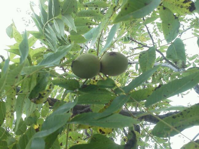 Black walnut