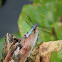 Blue dasher