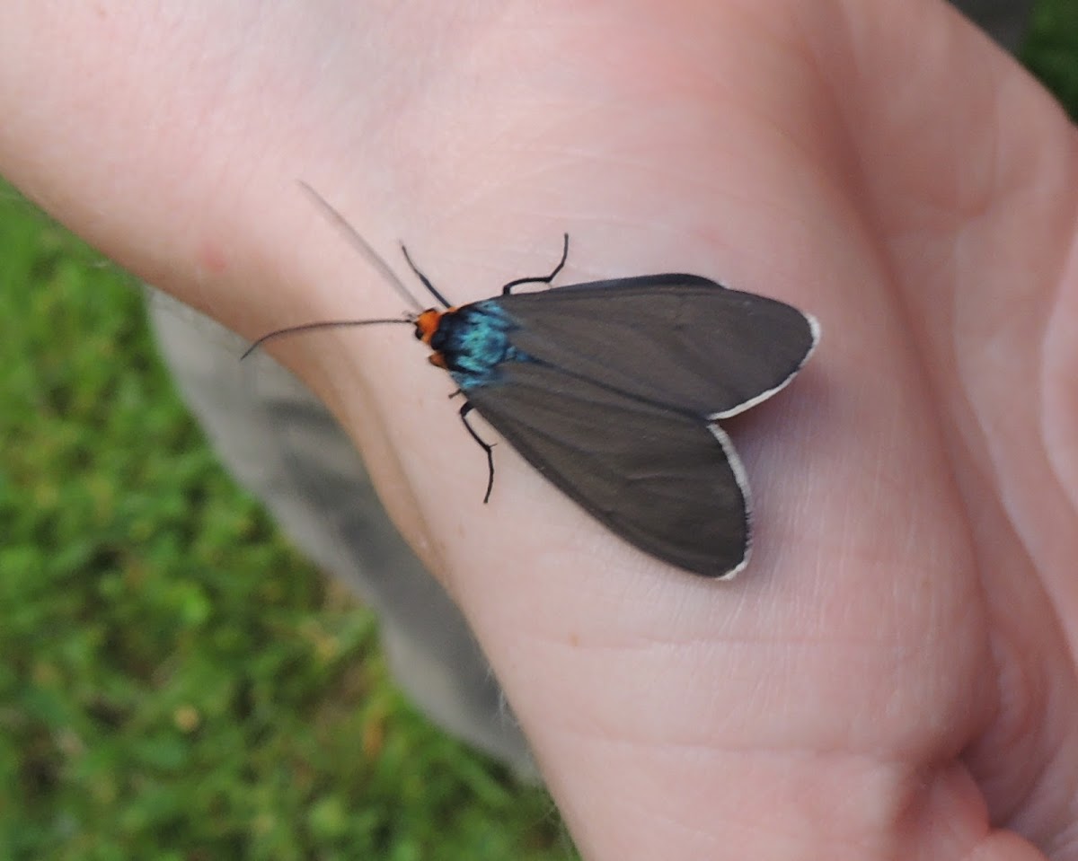 Virginia Ctenucha