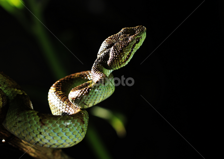 Malabar Pit viper by Guru Prasad - Animals Reptiles