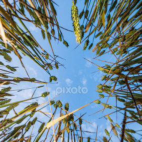 by Simon Trott - Nature Up Close Other Natural Objects