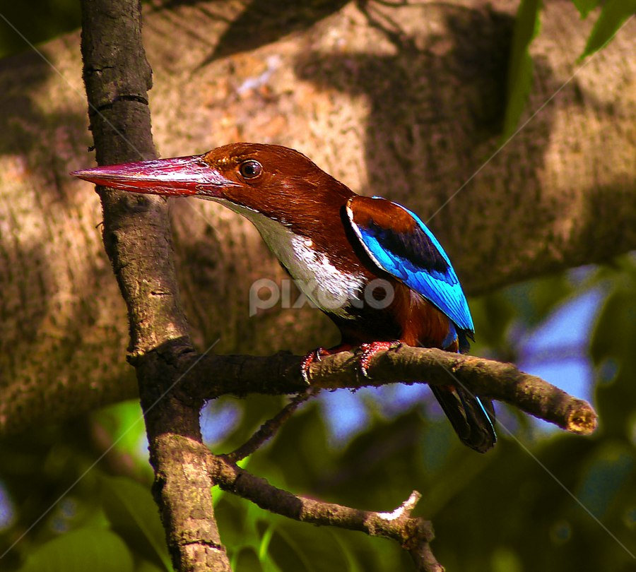 perfect time........ by Bikash Roy - Animals Birds