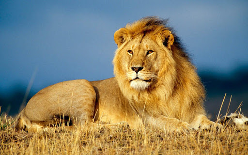 AFRICA LION Wallpaper