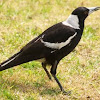 Australian Magpie 