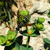 Large Paper Wasp
