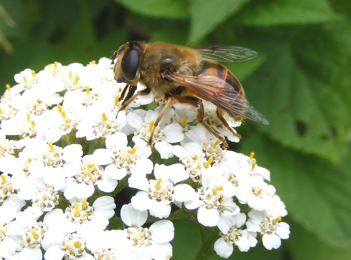 Syrphid Flower Fly