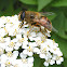 Syrphid Flower Fly
